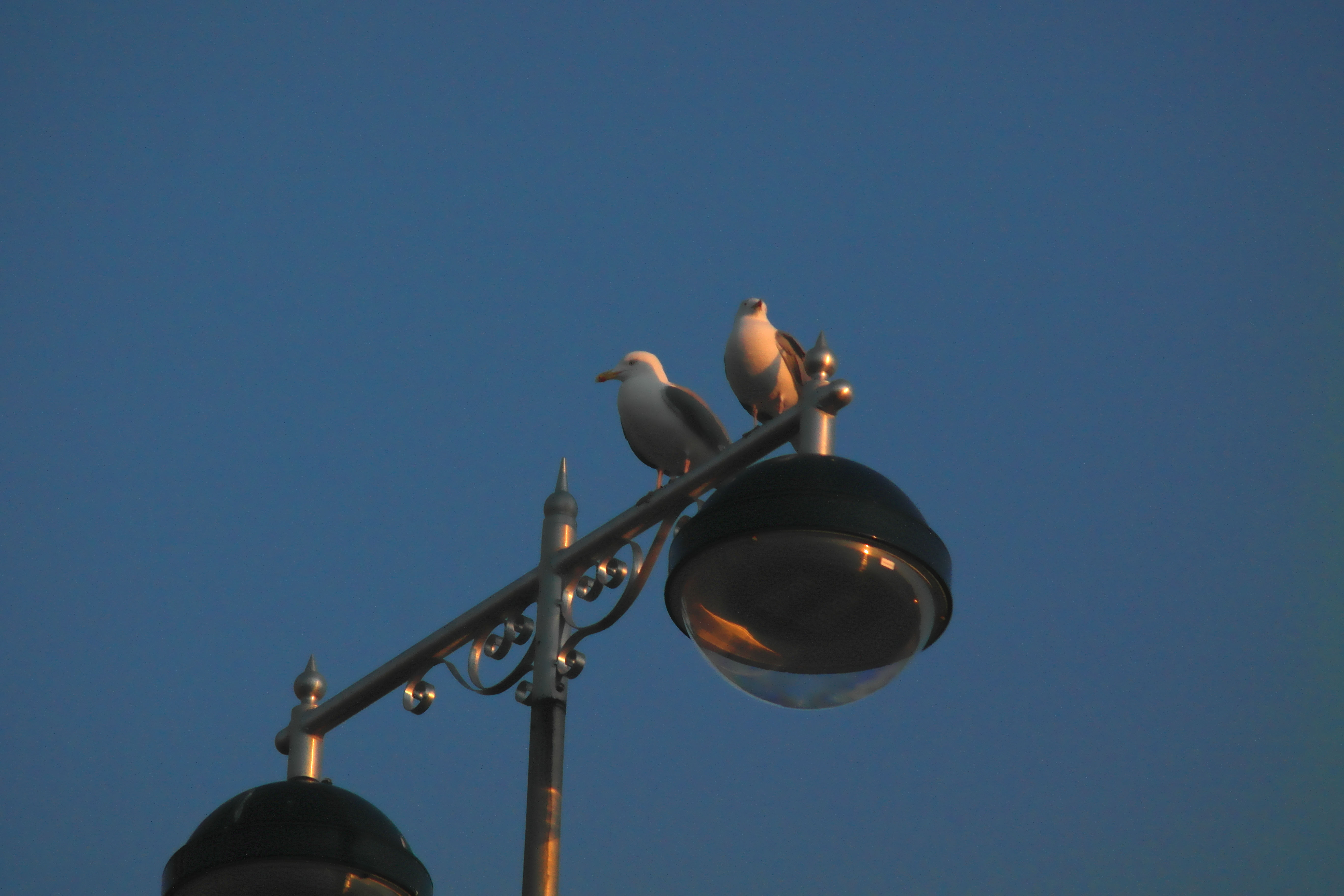 Two seagulls atop a lamppost on the Promenade at Aberystwyth, probably looking for a child to steal food from.