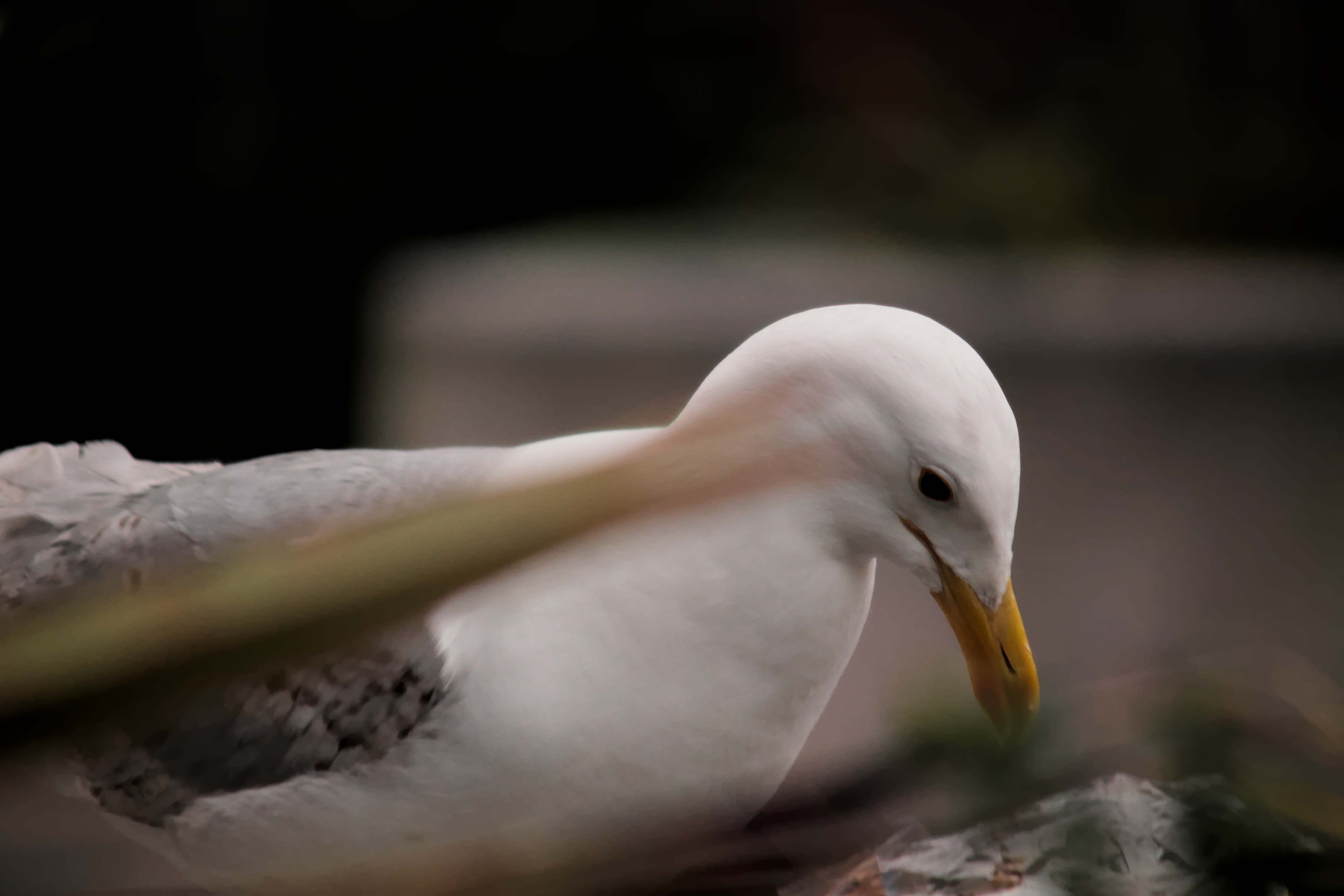 Seagull outside Tesco. Unsurprisingly little else to say.