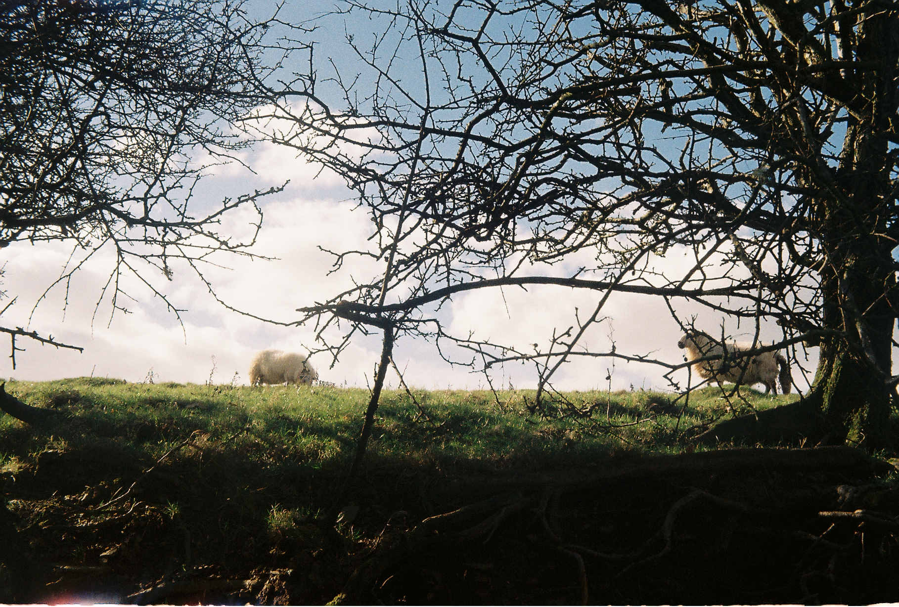 A shot through the trees of some sheep in a sloped field in Waun Fawr, near Aberystwyth. Taken on 35mm film with a Kodak Retinette 1A.