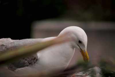 Seagull outside Tesco. Unsurprisingly little else to say.
